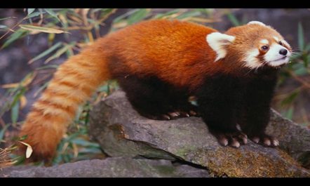 रेड पाण्डा तस्करीको रहस्य Reality of Red Panda Smuggling ||…